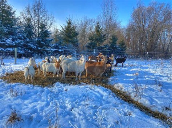 What do goats need in winter