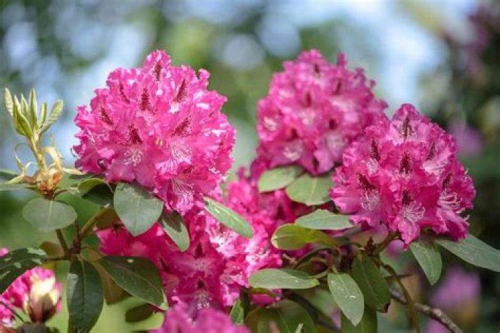 What do I do if my rhododendron wont bloom