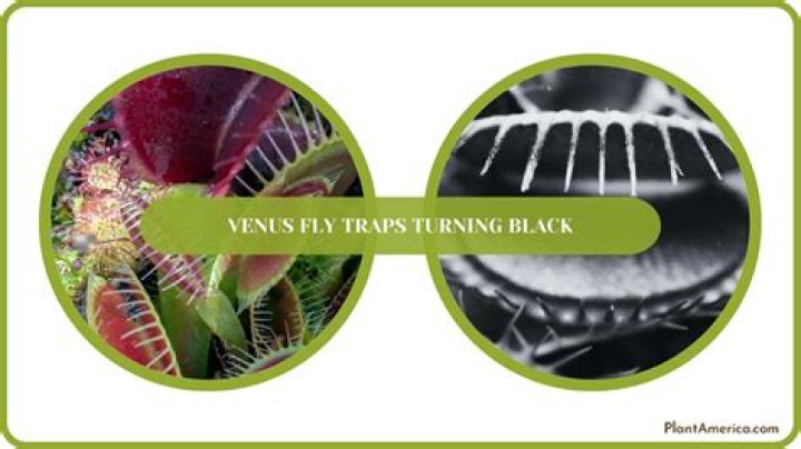 What do I do when my Venus Fly Trap turns black