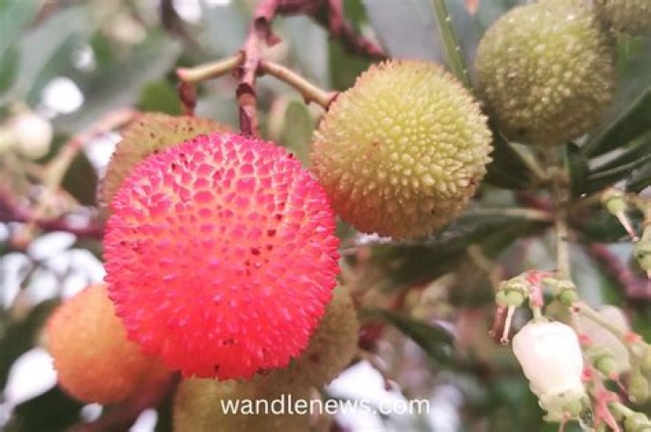 What do I do with my strawberry tree fruit