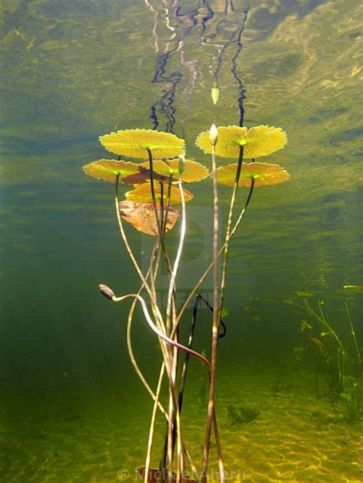 What do lily pads look like