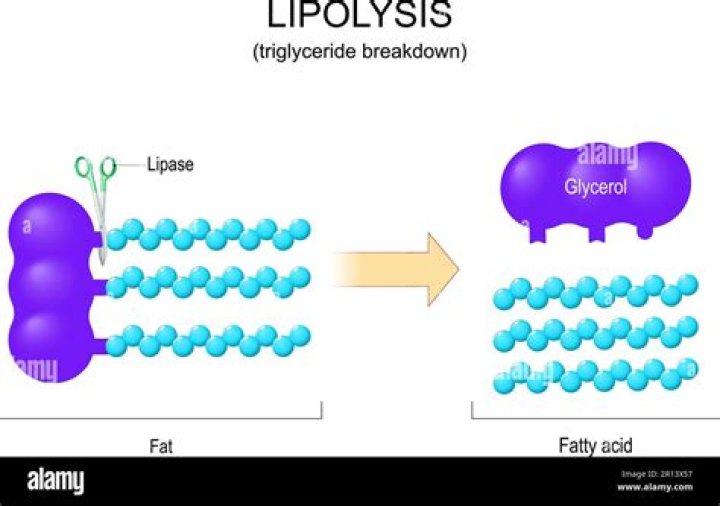 What do lipoprotein lipase do