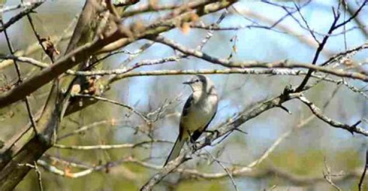 What do mockingbirds do