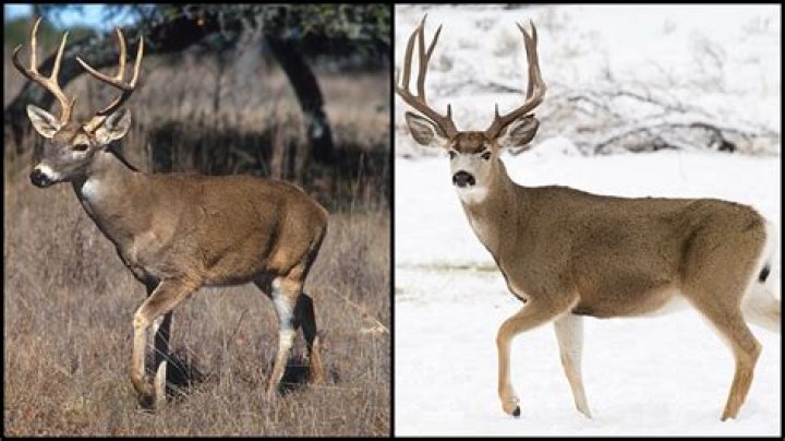 What do mule deer eat in Idaho