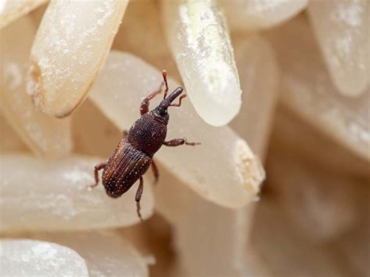 What do pecan weevils eat