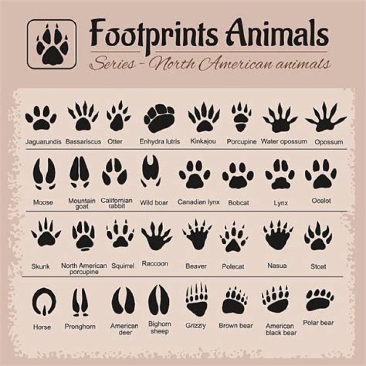 What do Possum footprints look like
