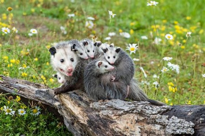 What do possums do to your yard