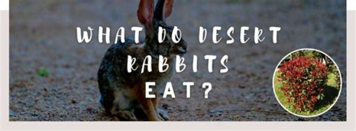 What do rabbits eat in the desert