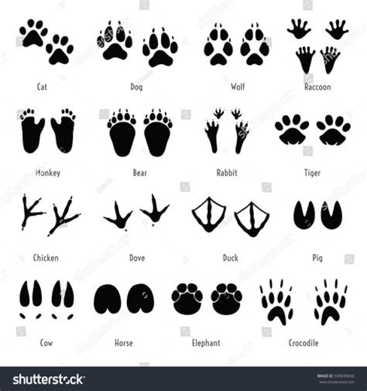 What do raccoon prints look like
