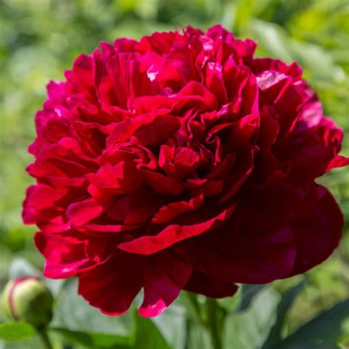 What do red peonies symbolize
