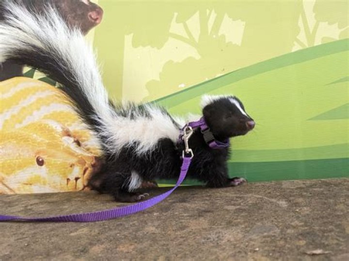 What do skunks do for fun