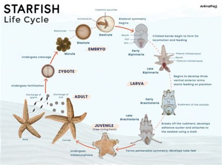 What do starfish use to reproduce
