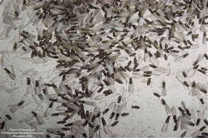What do termites look like when they swarm