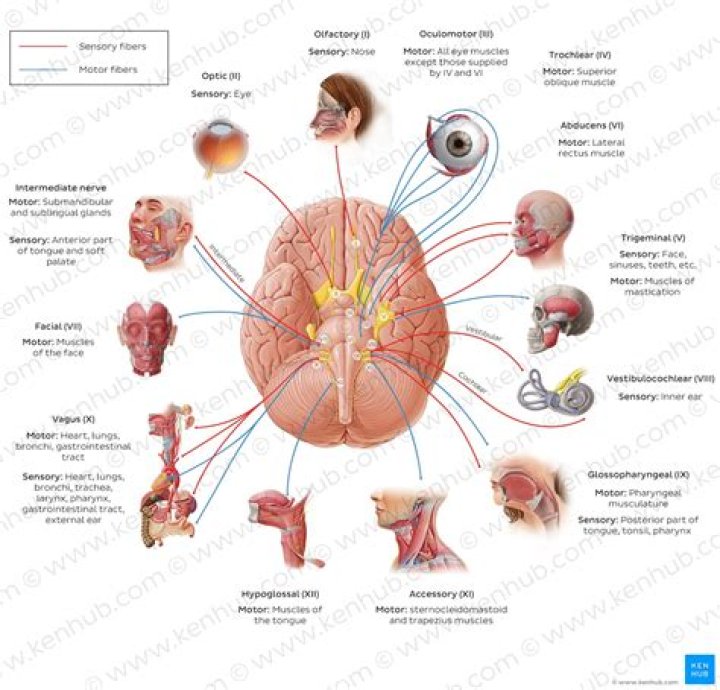 What do the cranial nerves control