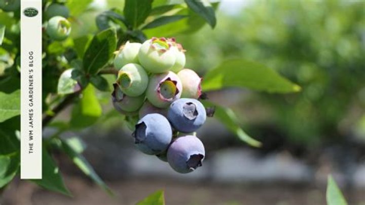 What do they spray on blueberries