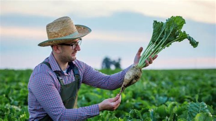 What do they use sugar beets for