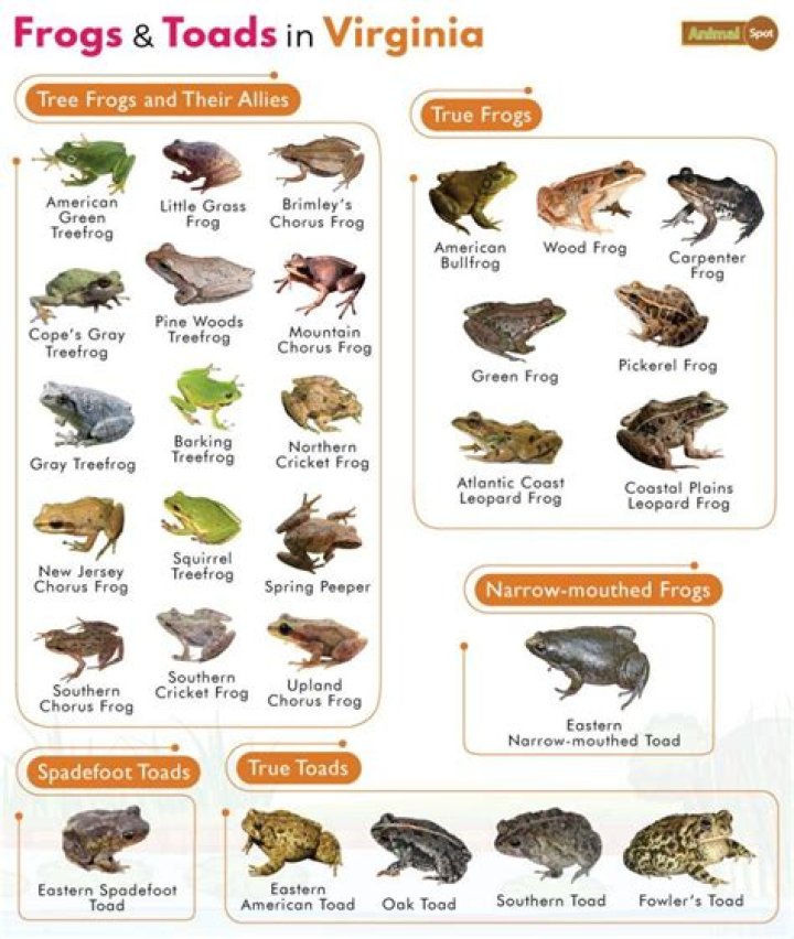 What do toads represent in dreams