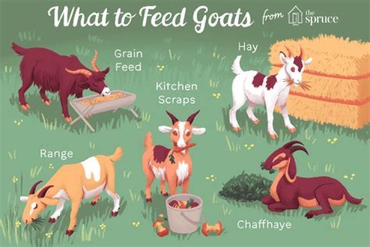 What do u feed goats