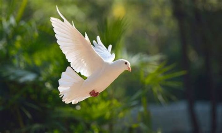What do we call dove in Sanskrit