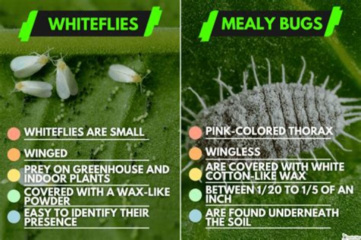 What do whitefly eat