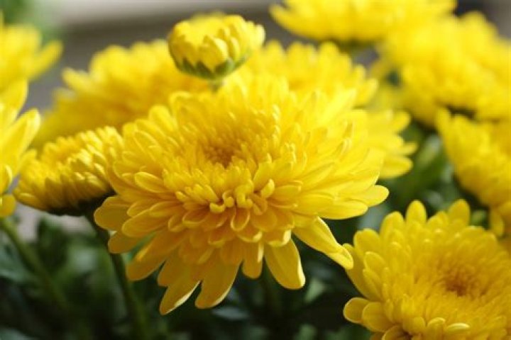 What do yellow chrysanthemums mean