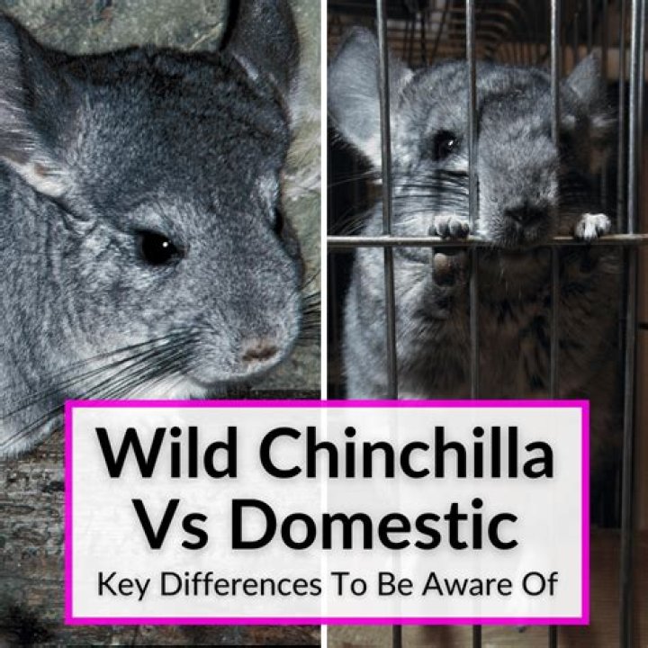 What do you call a female chinchilla