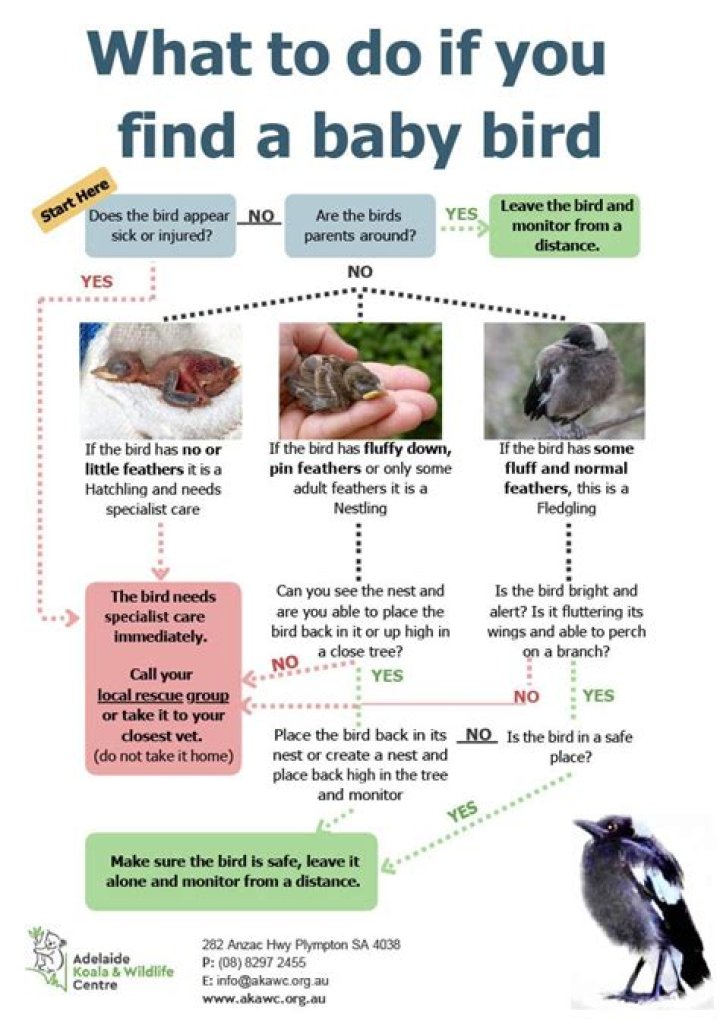 What do you do if you find a baby possum in your yard