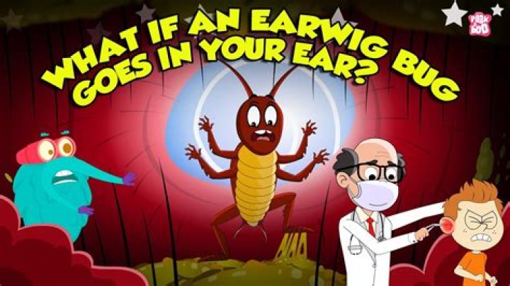 What do you do if you have a bug in your ear