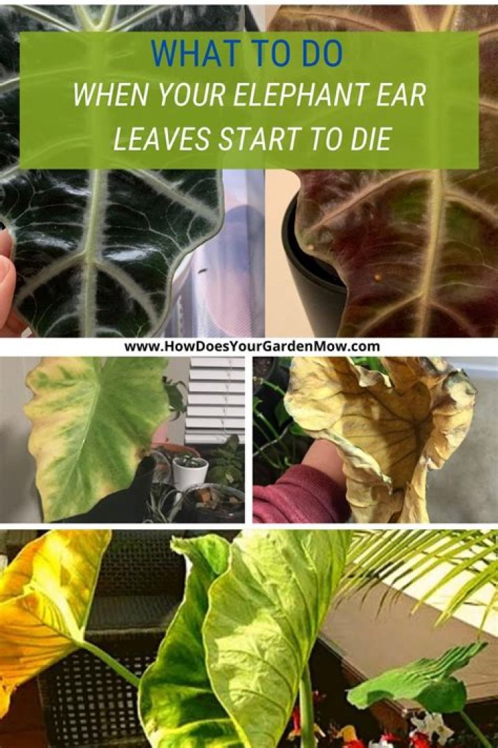 What do you do when elephant ear leaves die