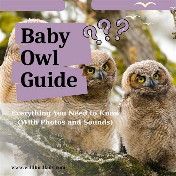 What do you do with a baby owl