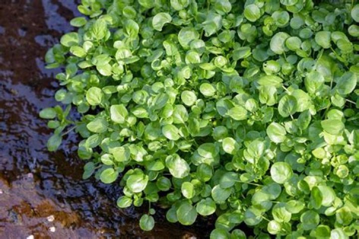 What do you do with bitter watercress