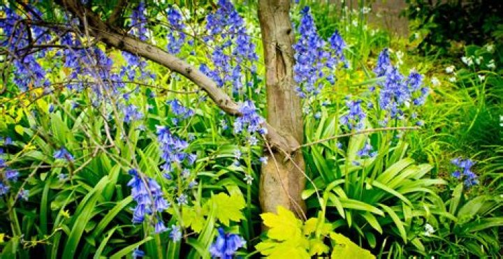 What do you do with bluebells after flowering
