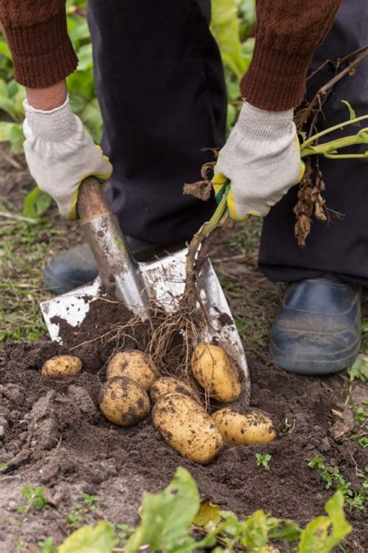 What do you do with harvested potatoes