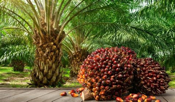 What do you do with palm oil