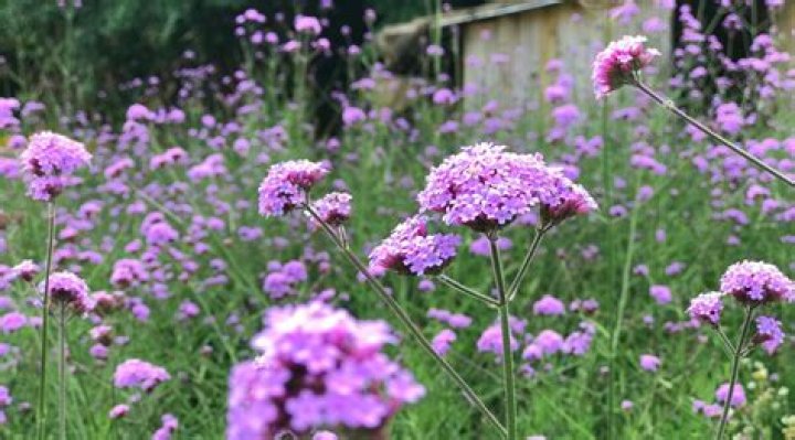 What do you do with verbena in the winter
