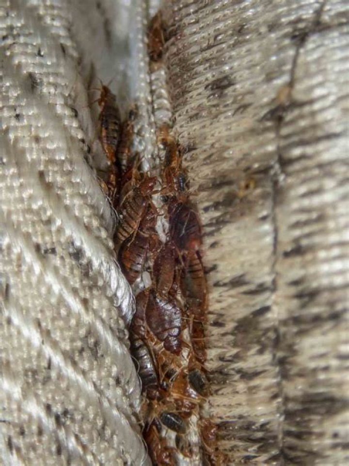 What do you mean by infestation