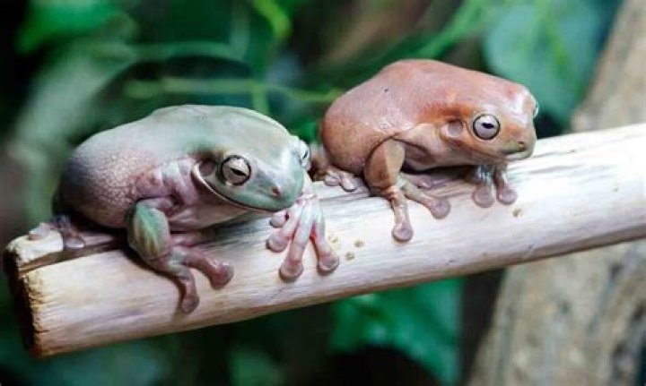 What do you need to keep frogs