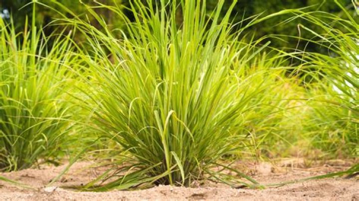 What do you plant lemongrass in