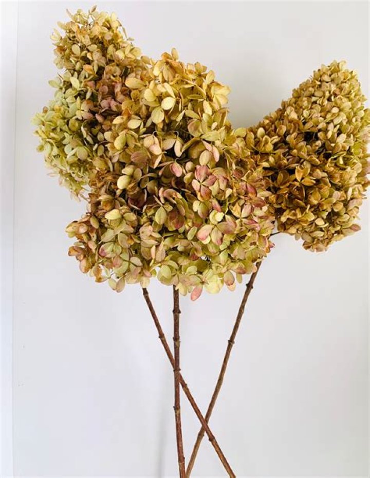 What do you spray dried hydrangeas with