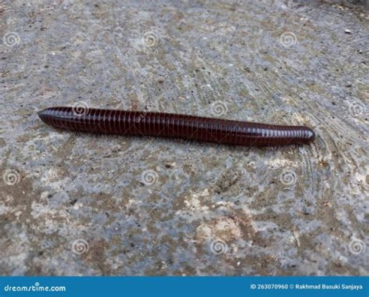 What does a 1000 leg bug look like