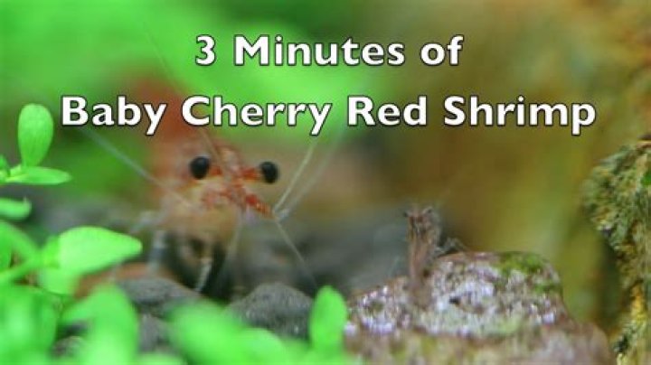 What does a baby shrimp look like