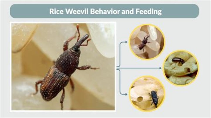 What does a boll weevil eat