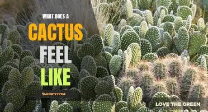 What does a cactus feel like