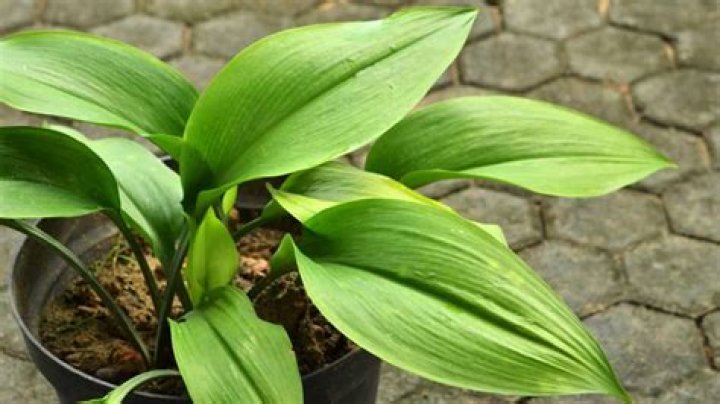 What does a cast iron plant look like