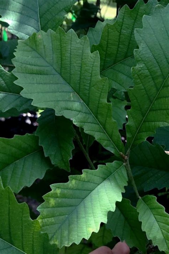 What does a chestnut oak leaf look like