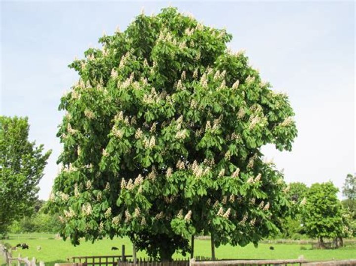 What does a chestnut tree look like