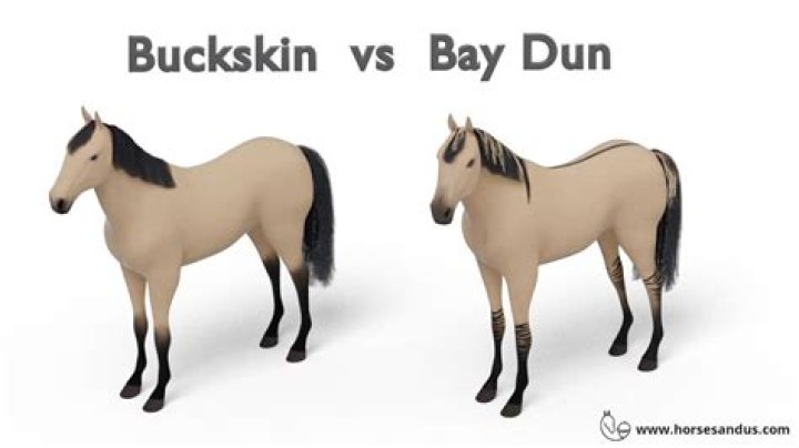 What does a dun horse look like