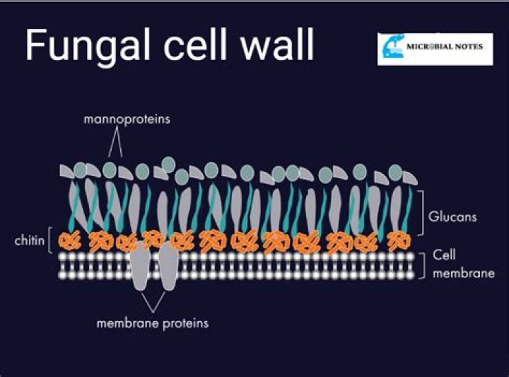 What does a fungal cell contain