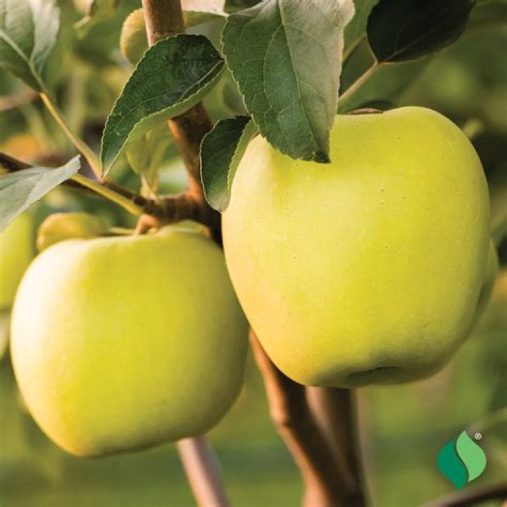 What does a Golden Delicious apple taste like