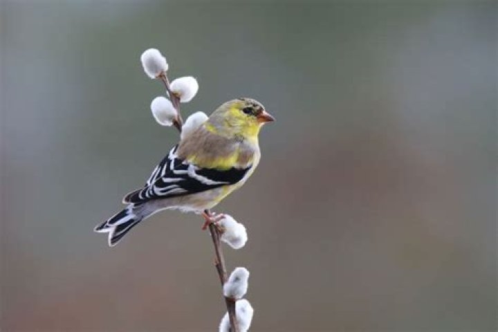 What does a goldfinch bird nest look like